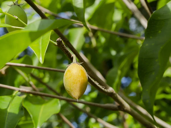 Nahaufnahme Spanischer Kirschfrüchte Tanjongbäume Oder Kugelhölzer Mimusops Elengi — Stockfoto