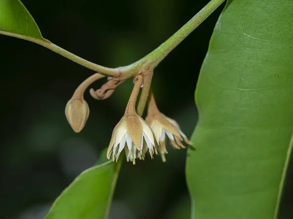 Feche Planta Cereja Espanhola Árvore Tanjong Madeira Bullet Mimusops Elengi — Fotografia de Stock
