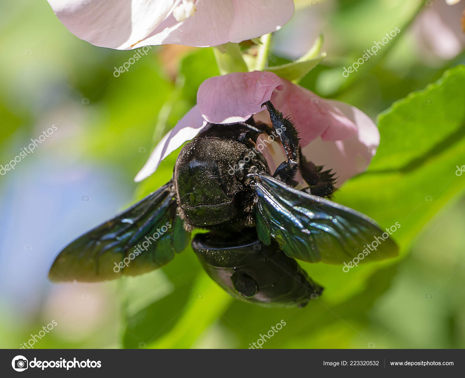 Black Bumble Bee >> Close Pink Dombeya Flower Tree Black Bumble Bee Stock Black Bumble Bee >> Close Pink Dombeya Flower Tree Black Bumble Bee Stock
