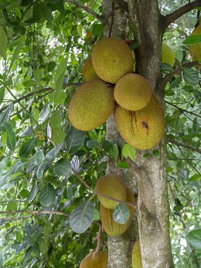 Nefesi ile ağaç üzerinde Grup arka plan bulanıklık. (Bilimsel adı Artocarpus heterophyllus)