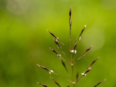 Altın sakal çim bulanıklık zemin üzerine kapatın. (Chrysopogon aciculatus)