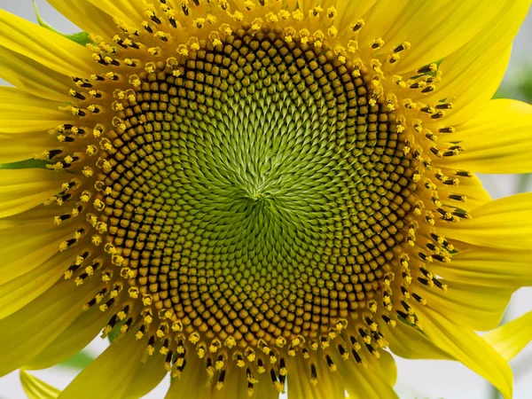 Bliska Pyłek Słonecznika — Zdjęcie stockowe