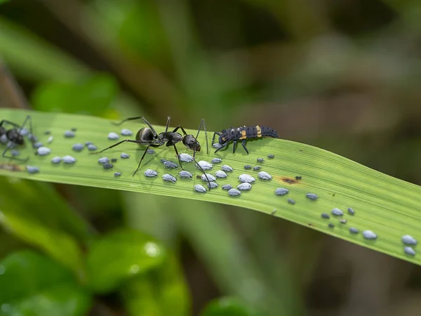 The black ants are taking care of the larvae of the aphids.