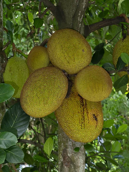 Groep Nangka Boom Met Achtergrond Wazig Wetenschappelijke Naam Artocarpus Heterophyllus — Stockfoto