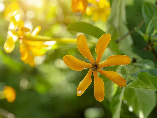 Close Yellow Gardenia Carinata Wallich Flower Tree Sunlight Blur Background — Stock Photo, Image
