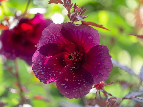 Close Cranberry Hibiscus African Rosemallow Flower Hibiscus Acetosella — Stock Photo, Image