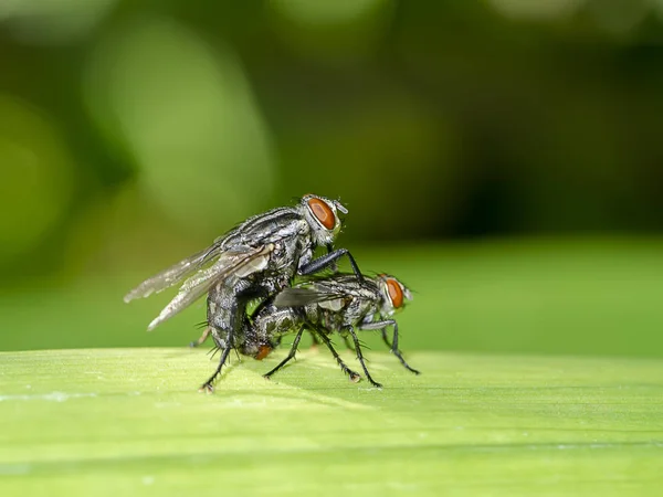 Macro Delle Mosche Riproducono Sulle Foglie Nome Scientifico Diptera — Foto Stock