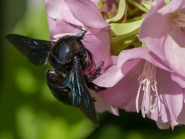 Close Pink Dombeya Flower Tree Black Bumble Bee — Stock Photo, Image