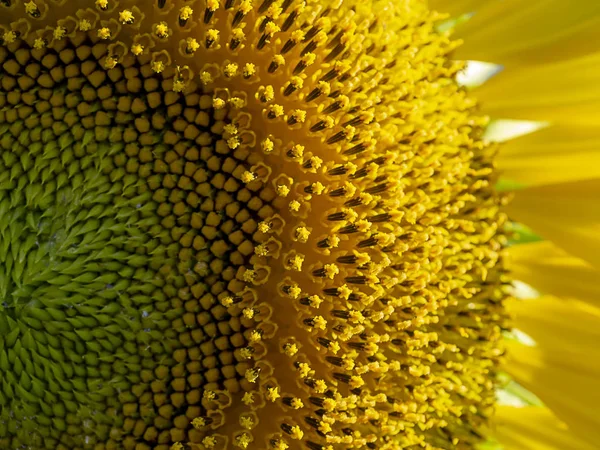 Close Pollen Sunflower — Stock Photo, Image