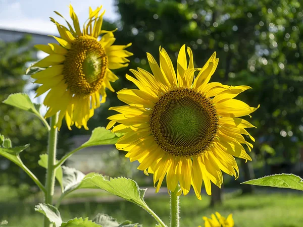 Close Sunflower Garden — Stock Photo, Image