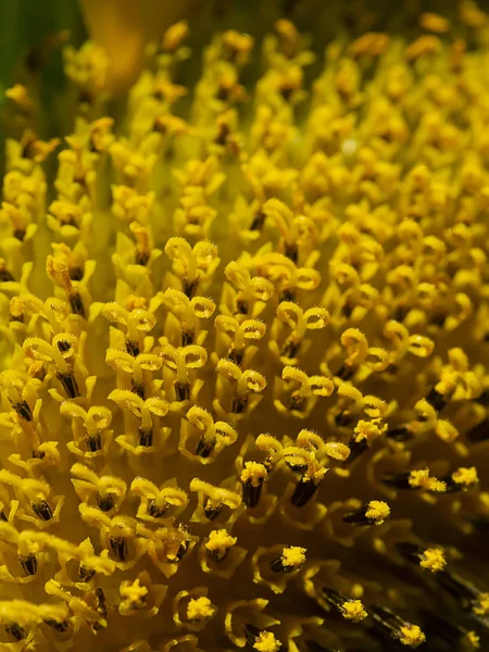 Bliska Pyłek Słonecznika — Zdjęcie stockowe