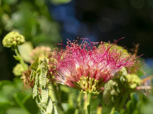 Close Flower Rain Tree East Indian Walnut Blur Background Scientific — Stock Photo, Image