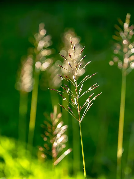 Close Gold Beard Grass Blur Background Chrysopogon Aciculatus — Stock Photo, Image