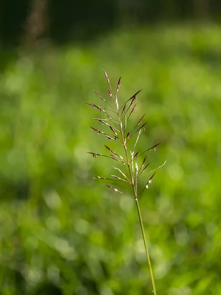 Close Gold Beard Grass Blur Background Chrysopogon Aciculatus — Stock Photo, Image
