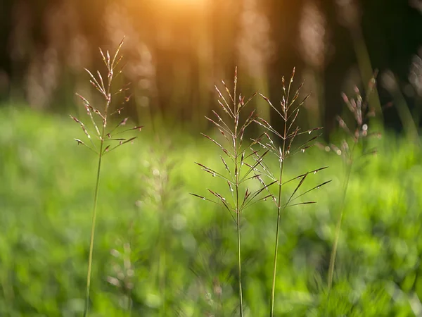 Gros Plan Barbe Herbe Sur Fond Flou Chrysopogon Aciculatus — Photo