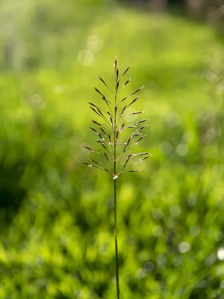 Close Gold Beard Grass Blur Background Chrysopogon Aciculatus — Stock Photo, Image