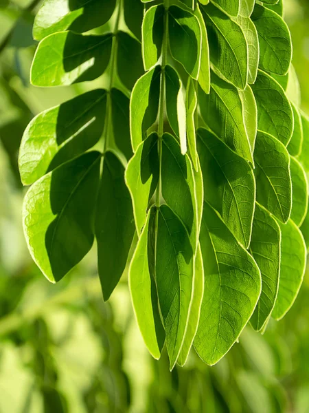Close Leaves Rain Tree East Indian Walnut Samanea Saman Plant — Stock Photo, Image