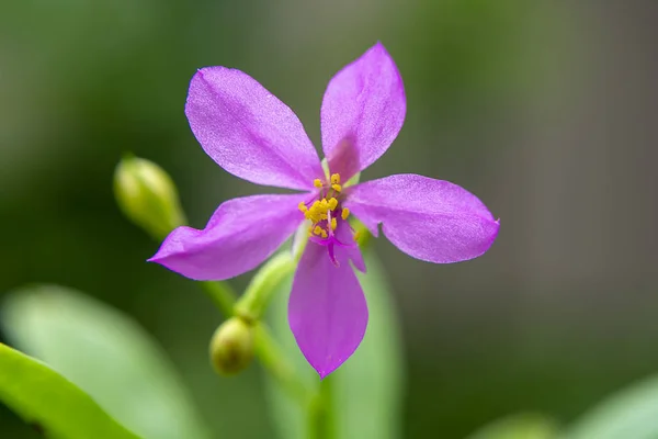 Talinum Paniculatum Çiçek Bulanıklık Arka Plan Ile Yakın Çekim — Stok fotoğraf