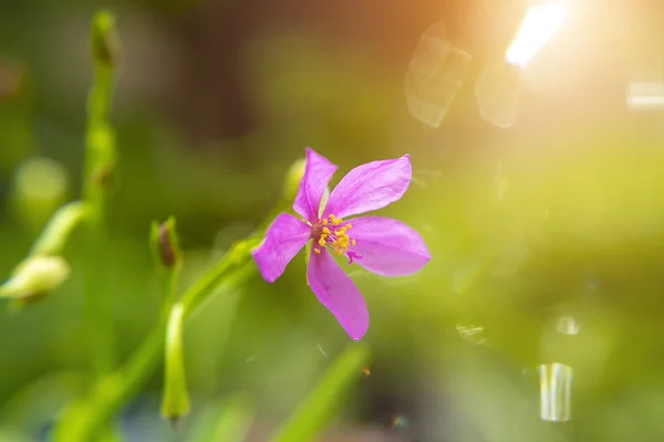 Primo Piano Talinum Paniculatum Fiore Con Luce Bagliore Sfondo Sfocato — Foto Stock