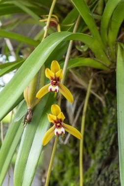 Sarı Cymbidium finlaysonianum çiçek ile ağaç üzerinde arka plan bulanıklık.