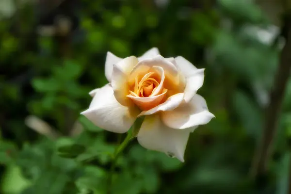 Primo Piano Fiore Rosa Arancione Morbido — Foto Stock