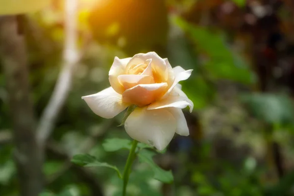Gros Plan Fleur Rose Orangée Douce Avec Lumière Soleil — Photo