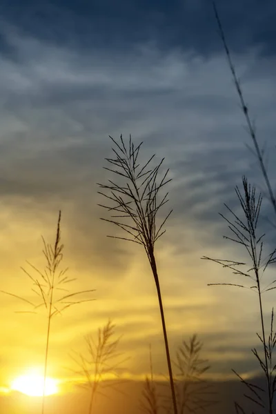 Silhouette of flower grass with sunset sky.