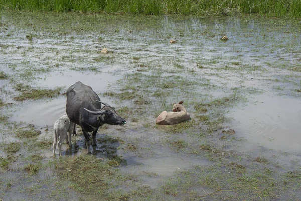 Drie Kleur Waterbuffel Familie Wetlands Bij Lake Songkhla Thailand — Stockfoto