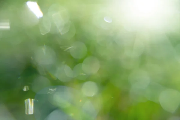 Fundo Borrão Verde Com Luz Solar Luz Bokeh — Fotografia de Stock