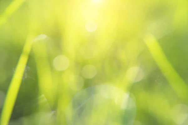 Green Rozmycie Tła Światło Światło Słoneczne Bokeh — Zdjęcie stockowe