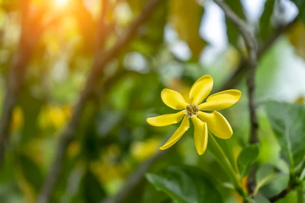 Close up Yellow Gardenia carinata Wallich flower on tree with sunlight and blur background.