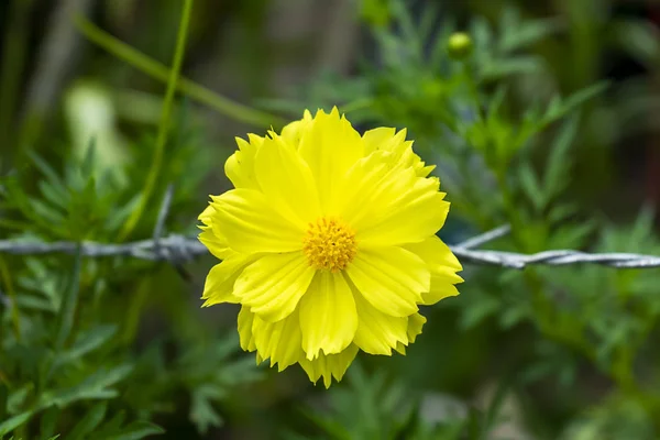 Gelbe Kosmos Blume Grün Verschwimmen Hintergrund — Stockfoto