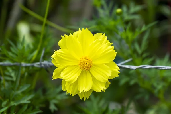 Fleur Cosmos Jaune Sur Fond Flou Vert — Photo