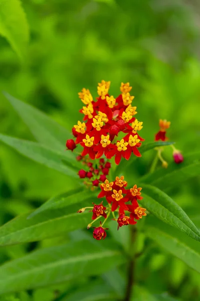 Close Bastard Ipecacuanha Blood Flower Blur Background Asclepias Curassavica — Stock Photo, Image