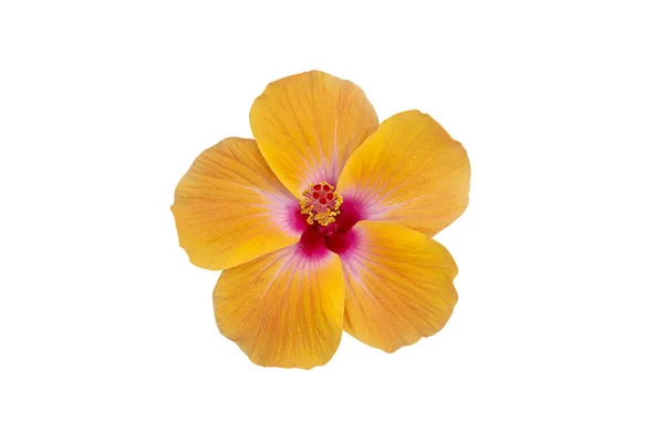 Fermer Rose Chinoise Orange Fleur Chaussure Hibiscus Rosa Sinensis Isoler — Photo