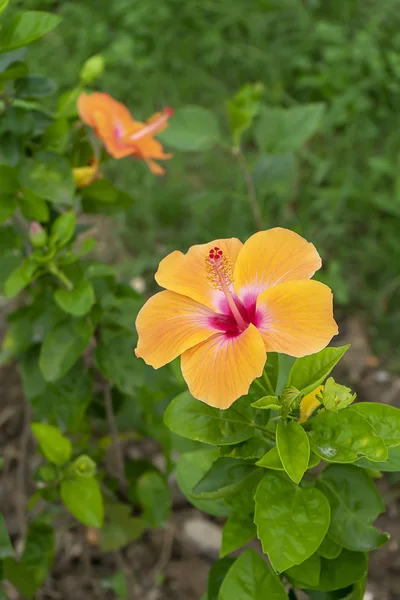 オレンジ色の中国のバラや靴の花を閉じます ハイビスカス ローザ シネンシス — ストック写真