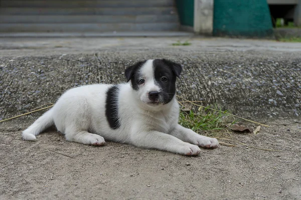 Tillbaka Och Vita Baby Hund Spelar Marken — Stockfoto