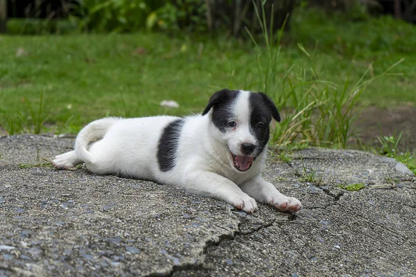 Back White Baby Dog Playing Ground — Stock Photo, Image