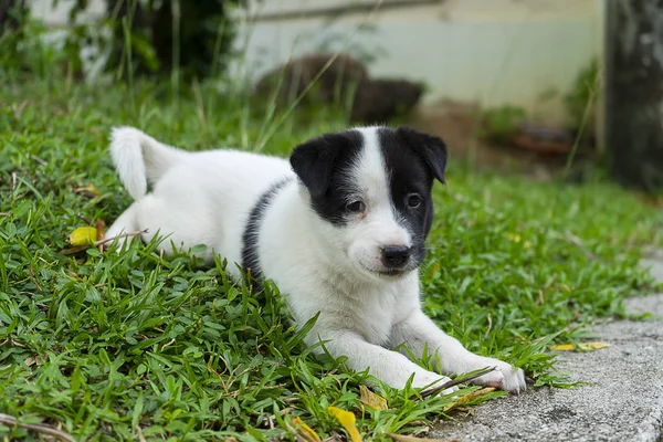 Rücken Und Weißes Hundebaby Spielen Auf Dem Boden — Stockfoto