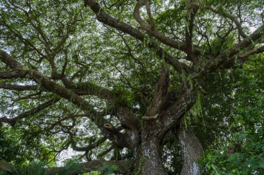 Yağmur ağaç veya Doğu Hint ceviz arka plan altında. (Bilimsel adı Samanea saman).