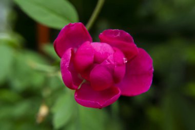 Pembe Şam gül çiçek yakından görüntü arka plan üzerinde çiçek açmış. (Rosa damascena)