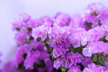 Marsh biberiye, deniz lavanta veya Statice çiçek ile yumuşak odak görüntü arka plan bulanıklık. (Bilimsel adı - Limonium sinuatum)