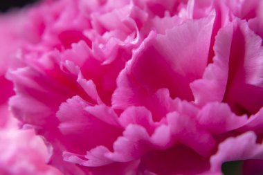 Pembe karanfil çiçek arka plan Petal kadar kapatın. (Karanfil caryophyllus)