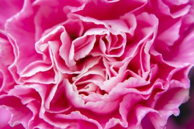 Pembe karanfil çiçek arka plan Petal kadar kapatın. (Karanfil caryophyllus)