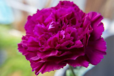 Koyu pembe karanfil çiçek arka planını kapatın. (Karanfil caryophyllus)