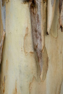 Okaliptüs ağacı kabuğu kadar kapatın. (Bilimsel adı - Eucalyptus globulus Labill)