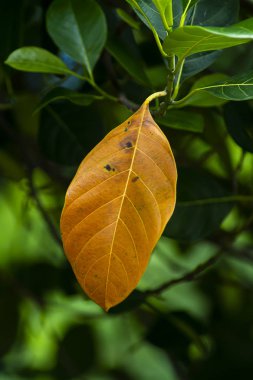 Ağaç yapraklarda nefesi kapatın. (Bilimsel adı Artocarpus heterophyllus)