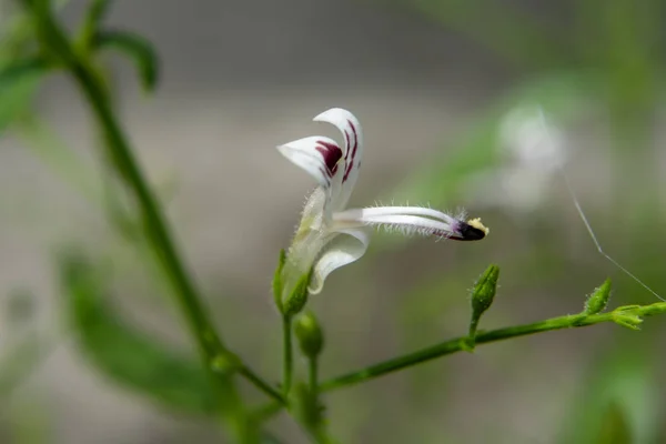 Creat Kadar Kariyat Hint Ekinezya Çiçek Kapatın Bilimsel Adı Andrographis — Stok fotoğraf