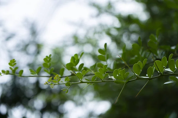 Cierre Hojas Espina Del Árbol Feroniella Lucida Con Fondo Borroso —  Fotos de Stock