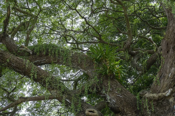 Unter Regenbaum Oder Ostindischen Walnussbaum Hintergrund Wissenschaftlicher Name Samanea Saman — Stockfoto